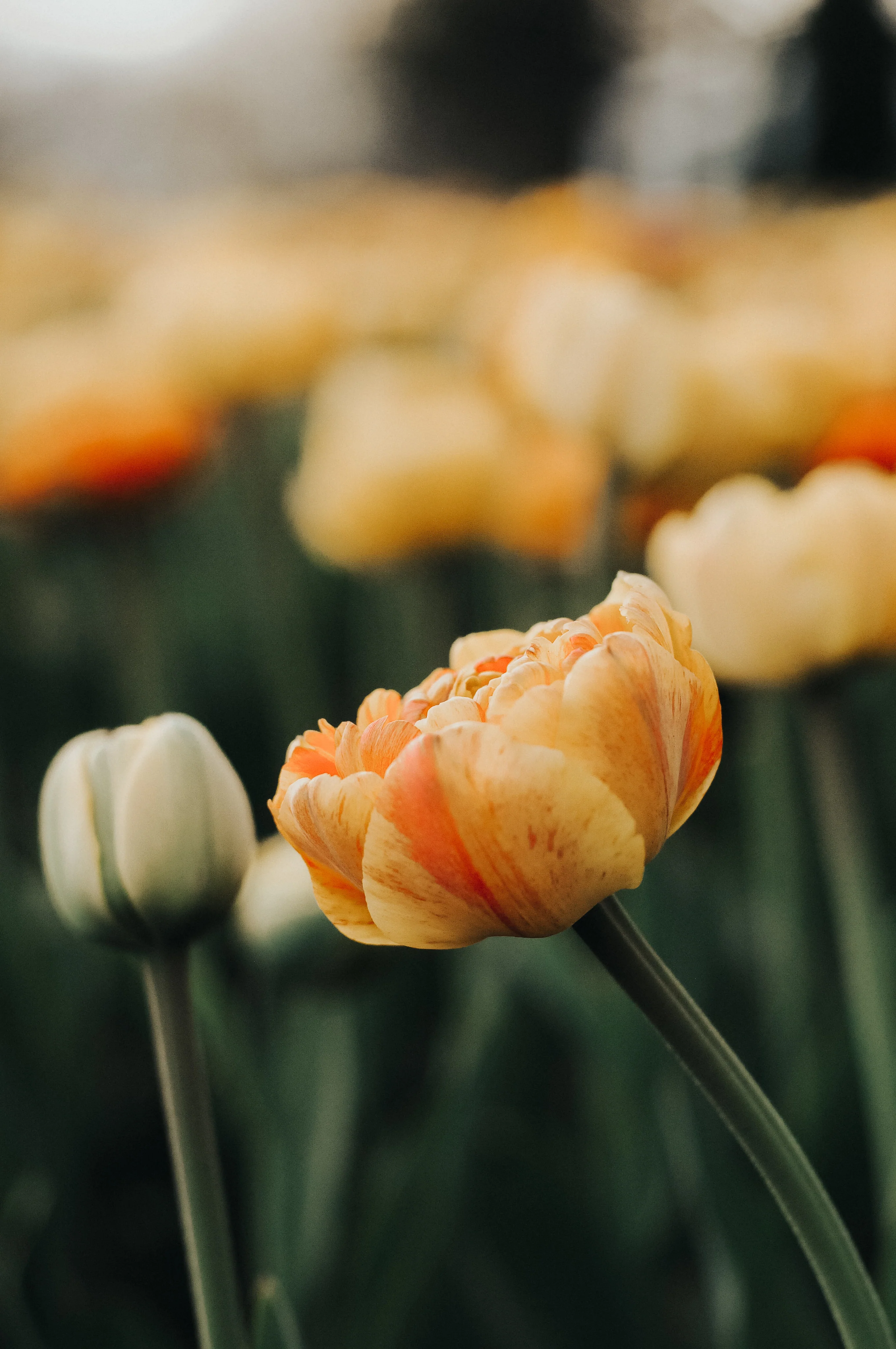 Nurturing Your Plymouth Garden Dreams